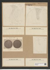 Coscinodiscus nodulifer var. apiculatus Rattr. (de-Toni-Nr.: Genus 202, Species 4981) Zeichnungen Sammlung Grunow Nr. 8594 (NHMW-BOT-W0378250)